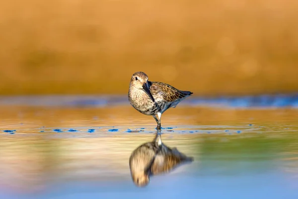 Wasservogel Wasserläufer Farbenfroher Natürlicher Hintergrund Gewöhnlicher Wasservogel Brachwasserläufer — Stockfoto