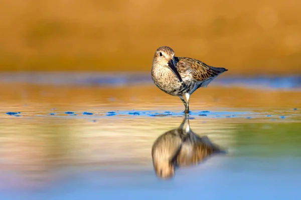 Wasservogel Wasserläufer Farbenfroher Natürlicher Hintergrund Gewöhnlicher Wasservogel Brachwasserläufer — Stockfoto