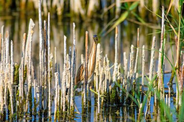 Ot ve yaşam alanı. Göl sazlık arka plan. Kamuflaj hayvanı. Kuş: ortak Squacco Heron. Ardeola ralloides.