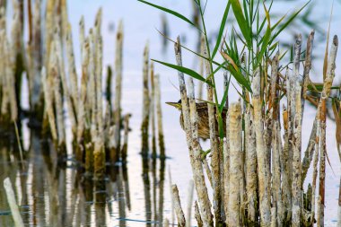 Ot ve yaşam alanı. Göl sazlık arka plan. Kamuflaj hayvanı. Kuş: ortak Squacco Heron. Ardeola ralloides.