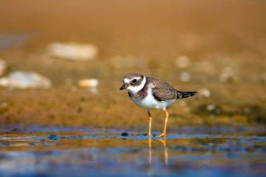 Sevimli küçük su kuşu. Su ve kum arka plan. Kuş: Ortak Halkalı Yağmur. Charadrius hiaticula.