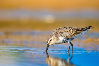 Su kuşu Sandpiper. Renkli doğal arka plan. Ortak su kuşu: Curlew Sandpiper. 