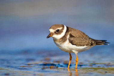 Sevimli küçük su kuşu. Su ve kum arka plan. Kuş: Ortak Halkalı Yağmur. Charadrius hiaticula.