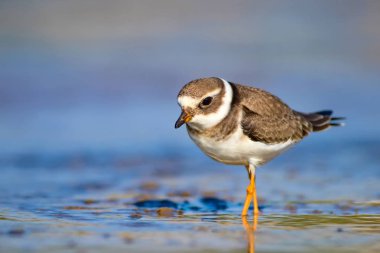 Sevimli küçük su kuşu. Su ve kum arka plan. Kuş: Ortak Halkalı Yağmur. Charadrius hiaticula.