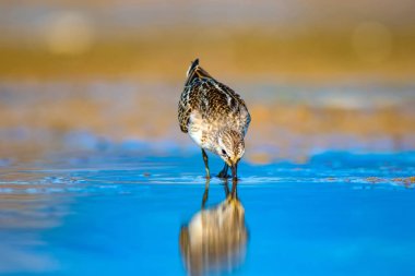 Sevimli küçük su kuşu. Doğal sulak arka plan. Kuş: Ortak Küçük Stint. Calidris minuta.