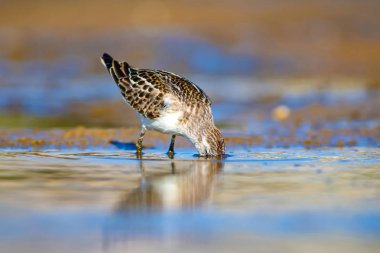 Sevimli küçük su kuşu. Doğal sulak arka plan. Kuş: Ortak Küçük Stint. Calidris minuta.