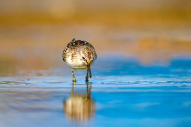 Sevimli küçük su kuşu. Doğal sulak arka plan. Kuş: Ortak Küçük Stint. Calidris minuta.
