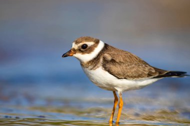 Sevimli küçük su kuşu. Su ve kum arka plan. Kuş: Ortak Halkalı Yağmur. Charadrius hiaticula.