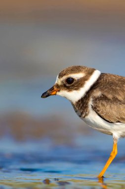 Sevimli küçük su kuşu. Su ve kum arka plan. Kuş: Ortak Halkalı Yağmur. Charadrius hiaticula.