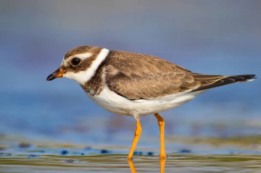 Sevimli küçük su kuşu. Su ve kum arka plan. Kuş: Ortak Halkalı Yağmur. Charadrius hiaticula.