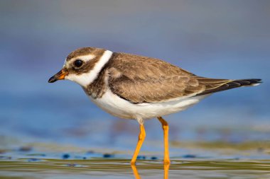 Sevimli küçük su kuşu. Su ve kum arka plan. Kuş: Ortak Halkalı Yağmur. Charadrius hiaticula.