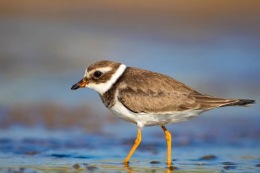 Sevimli küçük su kuşu. Su ve kum arka plan. Kuş: Ortak Halkalı Yağmur. Charadrius hiaticula.