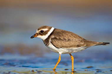 Sevimli küçük su kuşu. Su ve kum arka plan. Kuş: Ortak Halkalı Yağmur. Charadrius hiaticula.
