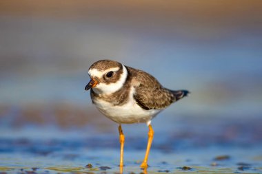 Sevimli küçük su kuşu. Su ve kum arka plan. Kuş: Ortak Halkalı Yağmur. Charadrius hiaticula.