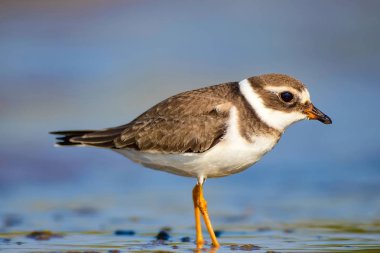 Sevimli küçük su kuşu. Su ve kum arka plan. Kuş: Ortak Halkalı Yağmur. Charadrius hiaticula.