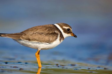 Sevimli küçük su kuşu. Su ve kum arka plan. Kuş: Ortak Halkalı Yağmur. Charadrius hiaticula.