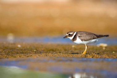 Sevimli küçük su kuşu. Su ve kum arka plan. Kuş: Ortak Halkalı Yağmur. Charadrius hiaticula.