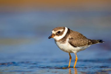 Sevimli küçük su kuşu. Su ve kum arka plan. Kuş: Ortak Halkalı Yağmur. Charadrius hiaticula.