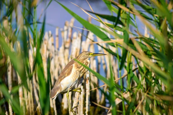 Heron Siedlisko Jezioro Stroiki Tle Zwierzę Kamuflażu Ptak Pospolity Squacco — Zdjęcie stockowe