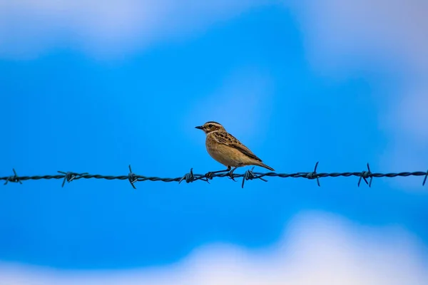 Vögel Natur Und Vögel Natürlicher Lebensraum Hintergrund — Stockfoto