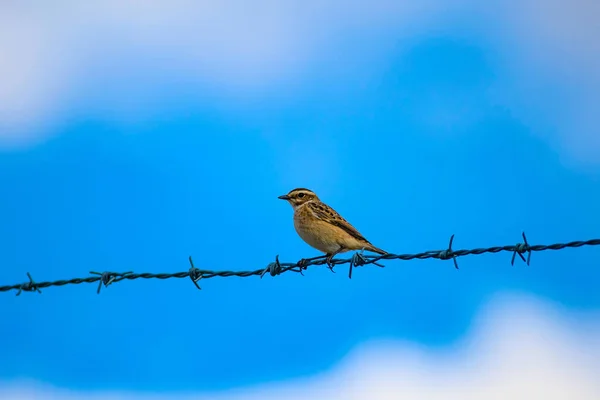 Vögel Natur Und Vögel Natürlicher Lebensraum Hintergrund — Stockfoto