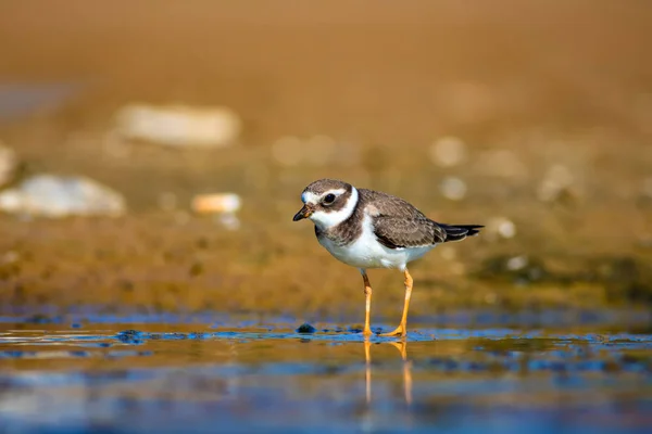 Милий Маленький Водяний Птах Вода Пісок Фону Птах Звичайний Кільцевий — стокове фото