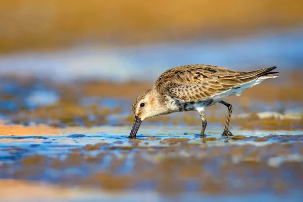 Uccello Acquatico Sandpiper Sfondo Naturale Colorato Uccello Acqua Comune Curlew — Foto Stock