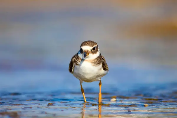 Schattige Kleine Water Vogel Water Zand Achtergrond Vogel Gewone Geringde — Stockfoto