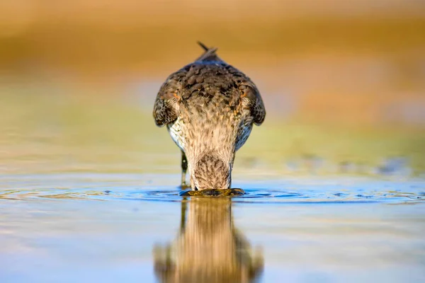 Vízi Cankó Színes Természetes Háttér Közönséges Vízmadár Curlew Sandpiper — Stock Fotó