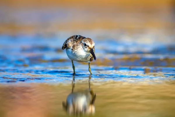 かわいい水鳥自然湿地の背景 一般的なリトルスティント カリドリス ミヌータ — ストック写真