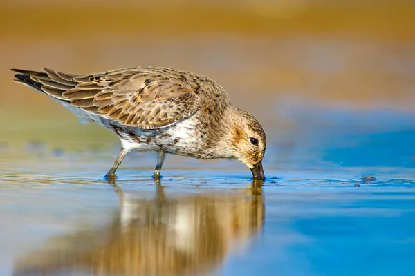 Uccello Acquatico Sandpiper Sfondo Naturale Colorato Uccello Acqua Comune Curlew — Foto Stock