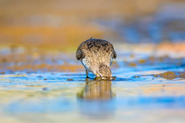 Pássaro Água Sandpiper Fundo Natural Colorido Pássaro Água Comum Curlew — Fotografia de Stock