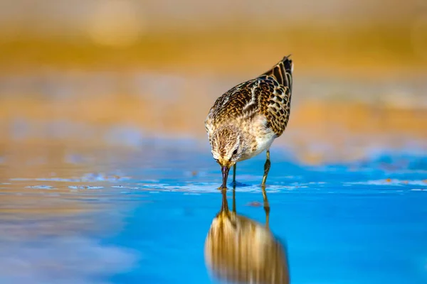 Sevimli Küçük Kuşu Doğal Sulak Arka Plan Kuş Ortak Küçük — Stok fotoğraf