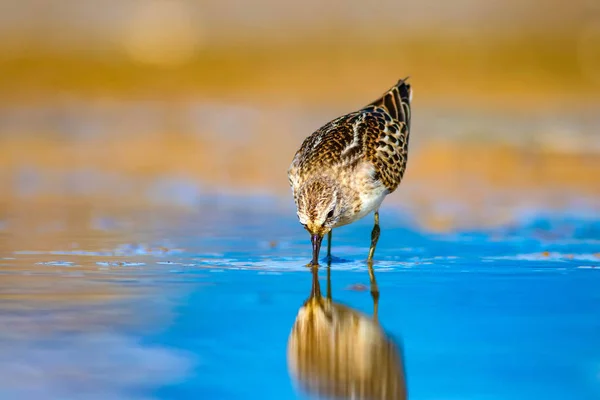 Pássaro Aquático Giro Fundo Natural Das Zonas Húmidas Bird Common — Fotografia de Stock