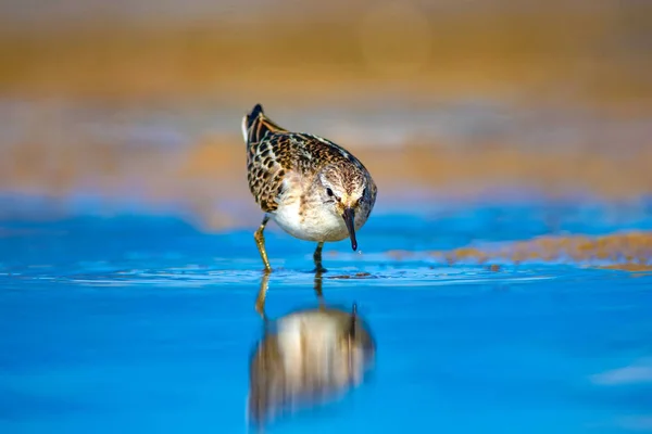 かわいい水鳥自然湿地の背景 一般的なリトルスティント カリドリス ミヌータ — ストック写真