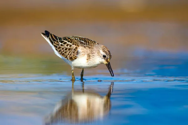 Carino Uccellino Acquatico Sfondo Paludoso Naturale Uccello Piccolo Stint Comune — Foto Stock