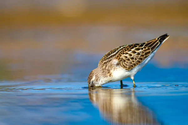 Carino Uccellino Acquatico Sfondo Paludoso Naturale Uccello Piccolo Stint Comune — Foto Stock