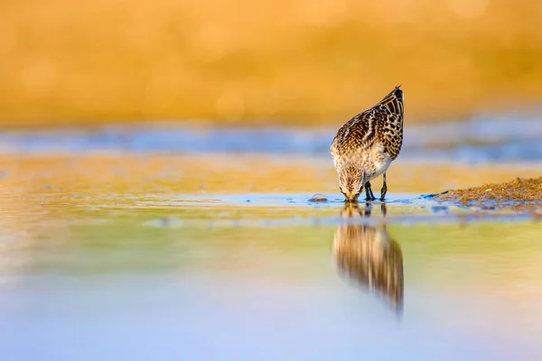 Cute Little Ptak Wody Naturalne Tereny Podmoczy Ptak Wspólny Mały — Zdjęcie stockowe
