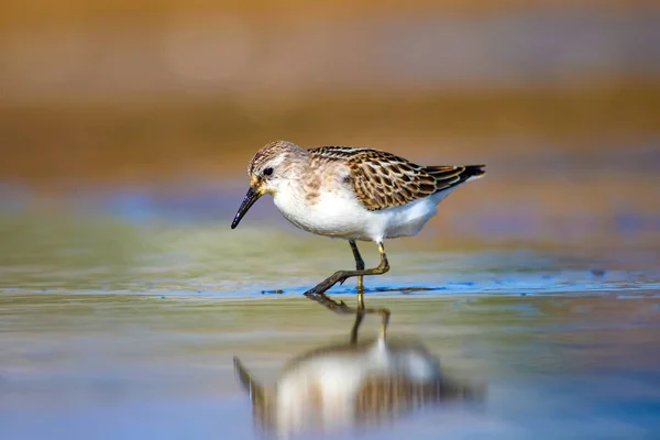 Joli Petit Oiseau Eau Contexte Naturel Des Zones Humides Oiseau — Photo