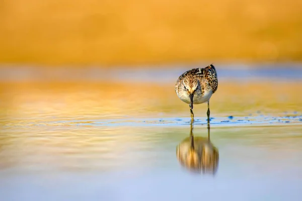 かわいい水鳥自然湿地の背景 一般的なリトルスティント カリドリス ミヌータ — ストック写真