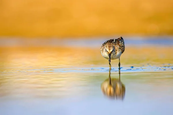 Carino Uccellino Acquatico Sfondo Paludoso Naturale Uccello Piccolo Stint Comune — Foto Stock