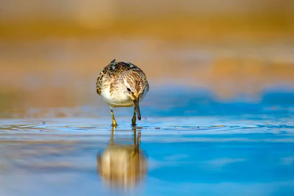 かわいい水鳥自然湿地の背景 一般的なリトルスティント カリドリス ミヌータ — ストック写真