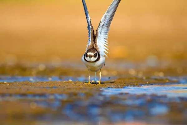 Pássaro Aquático Giro Fundo Água Areia Pássaro Amortecedor Comum Charadrius — Fotografia de Stock