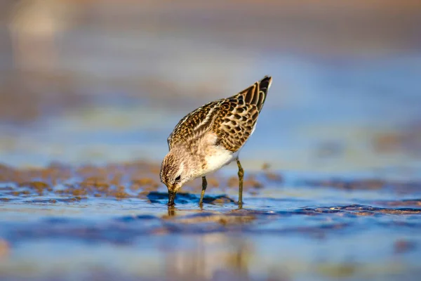 Söt Liten Vatten Fågel Natur Våt Marks Bakgrund Fågel Vanliga — Stockfoto