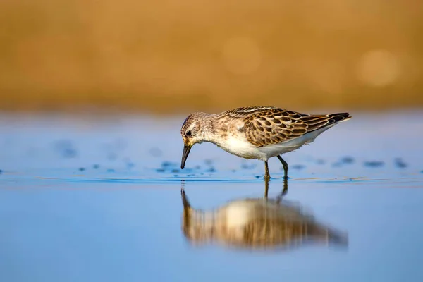 Schattige Kleine Water Vogel Natuurlijke Wetland Achtergrond Vogel Vaak Weinig — Stockfoto