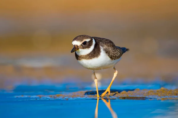 Lindo Pajarito Fondo Agua Arena Bird Common Ringed Plover Charadrius — Foto de Stock