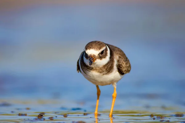 Милий Маленький Водяний Птах Вода Пісок Фону Птах Звичайний Кільцевий — стокове фото