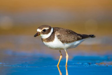 Sevimli küçük su kuşu. Su ve kum arka plan. Kuş: Ortak Halkalı Yağmur. Charadrius hiaticula.