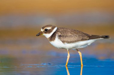 Sevimli küçük su kuşu. Su ve kum arka plan. Kuş: Ortak Halkalı Yağmur. Charadrius hiaticula.