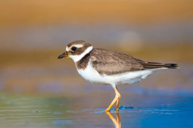 Sevimli küçük su kuşu. Su ve kum arka plan. Kuş: Ortak Halkalı Yağmur. Charadrius hiaticula.